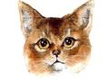 بازی Abyssinian ﻝﺯﺎﭘ ﺶﻟﺎﭼ  آنلاین