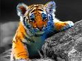 بازی ﯽﺸﺣﻭ ﺕﺎﻧﺍﻮﯿﺣ ﯽﯾﻮﻣ ﻩﺭﺍ ﯼﺭﺎﮐ ﺖﺒﻨﻣ ﻩﺭﺍ  آنلاین