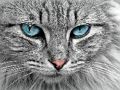 بازی ﻢﺸﭼ ﻪﺑﺮﮔ ﯽﯾﻮﻣ ﻩﺭﺍ ﯼﺭﺎﮐ ﺖﺒﻨﻣ ﻩﺭﺍ  آنلاین
