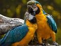 بازی ﯽﻃﻮﻃ ﯽﯾﻮﻣ ﻩﺭﺍ ﯼﺭﺎﮐ ﺖﺒﻨﻣ ﻩﺭﺍ  آنلاین