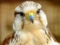 بازی Gyrfalcon ﯽﯾﻮﻣ ﻩﺭﺍ ﯼﺭﺎﮐ ﺖﺒﻨﻣ ﻩﺭﺍ  آنلاین