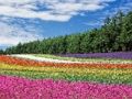 بازی ﻞﮔ ﻍﺎﺑ ﮓﻧﺭﺎﮕﻧﺭ ﯽﯾﻮﻣ ﻩﺭﺍ ﯼﺭﺎﮐ ﺖﺒﻨﻣ ﻩﺭﺍ  آنلاین