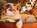 بازی 15 ﯼﺯﺎﺑ  آنلاین
