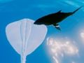 بازی Stingrays ﯼﺭﺍﻮﺳ ﺝﻮﻣ  آنلاین