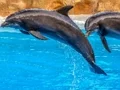 بازی Sea Dolphin Jigsaw آنلاین