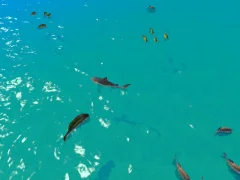 بازی Hungry Shark Hunt آنلاین