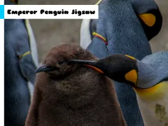 بازی Emperor Penguin Jigsaw آنلاین