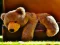 بازی Plush Teddy Bear آنلاین
