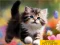 بازی Puzzle Sliding Kittens آنلاین