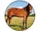 بازی Animal Quiz آنلاین