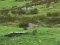 بازی Pigeons Hunting آنلاین
