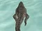 بازی Crocodile Simulator Beach Hunt آنلاین