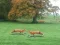 بازی Hunted Fox آنلاین