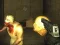 بازی Exiled Zombies آنلاین