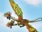 بازی Dragons: Drachenrennen آنلاین