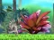 بازی King Julien: Schnapp' die Krone آنلاین