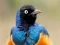 بازی Animal Puzzle: Wildlife & Logic آنلاین