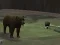 بازی Bear Den آنلاین