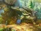 بازی Notes from Fantasy Forest آنلاین