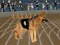 بازی Crazy Dog Racing Fever آنلاین