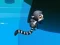 بازی Jungle Jump آنلاین