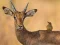 بازی Wild Deer Jigsaw آنلاین