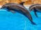 بازی Sea Dolphin Jigsaw آنلاین