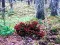 بازی Bernati Forest Adventure آنلاین
