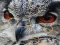 بازی Wild owl Jigsaw آنلاین