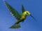 بازی Hummingbird House Escape آنلاین