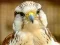 بازی Gyrfalcon Jigsaw آنلاین