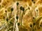 بازی Poppy Bud Jigsaw آنلاین