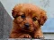 بازی Puppy Puzzle آنلاین