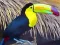 بازی Toucan Bird Jigsaw آنلاین