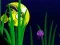 بازی Flash Fish Freddie آنلاین
