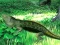بازی Lizard Forest Escape آنلاین