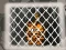 بازی Tiger Escape 1 آنلاین