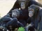 بازی Funny Chimpanzee Jungle Escape آنلاین