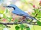 بازی Hidden Spots Birds آنلاین