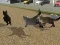 بازی Run Cat Cat Race آنلاین