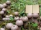 بازی Lycoperdon Mushroom Land Escape آنلاین