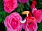 بازی Precious Rose Escape آنلاین