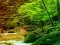 بازی Peaceful Rainbow Forest Escape آنلاین