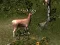 بازی Sniper Hunting Deadly Animal آنلاین