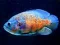 بازی Tiger Fish Jigsaw آنلاین