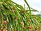 بازی Dragon Fruit Animal Escape آنلاین