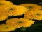 بازی Chrysanthemums Jigsaw آنلاین