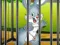 بازی Rabbits Carrot Conundrum آنلاین