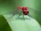 بازی Dragon Fly Jigsaw آنلاین
