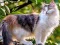 بازی Rotate Puzzle - Cats and Dogs آنلاین